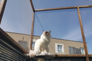 Siatka na balkon, dla kota