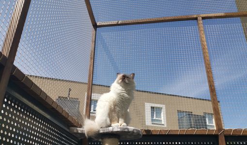 Siatka na balkon, dla kota