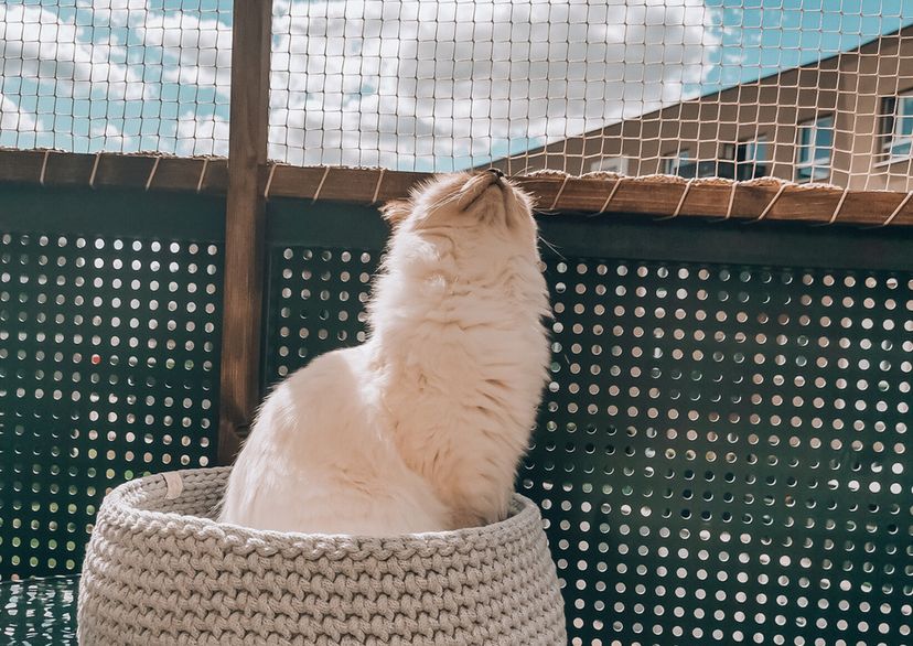 Siatka dla kota na balkon