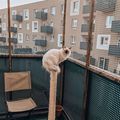 Siatka na balkon dla kota